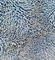 Tissu de polyamide du polyester 20% du balai 450gsm 80% tordu par tissu bleu de Microfiber