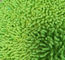 Chenille vert de Microfiber 650gsm le petit a plié les protections humides de balai de poche de 13*47cm Oxford